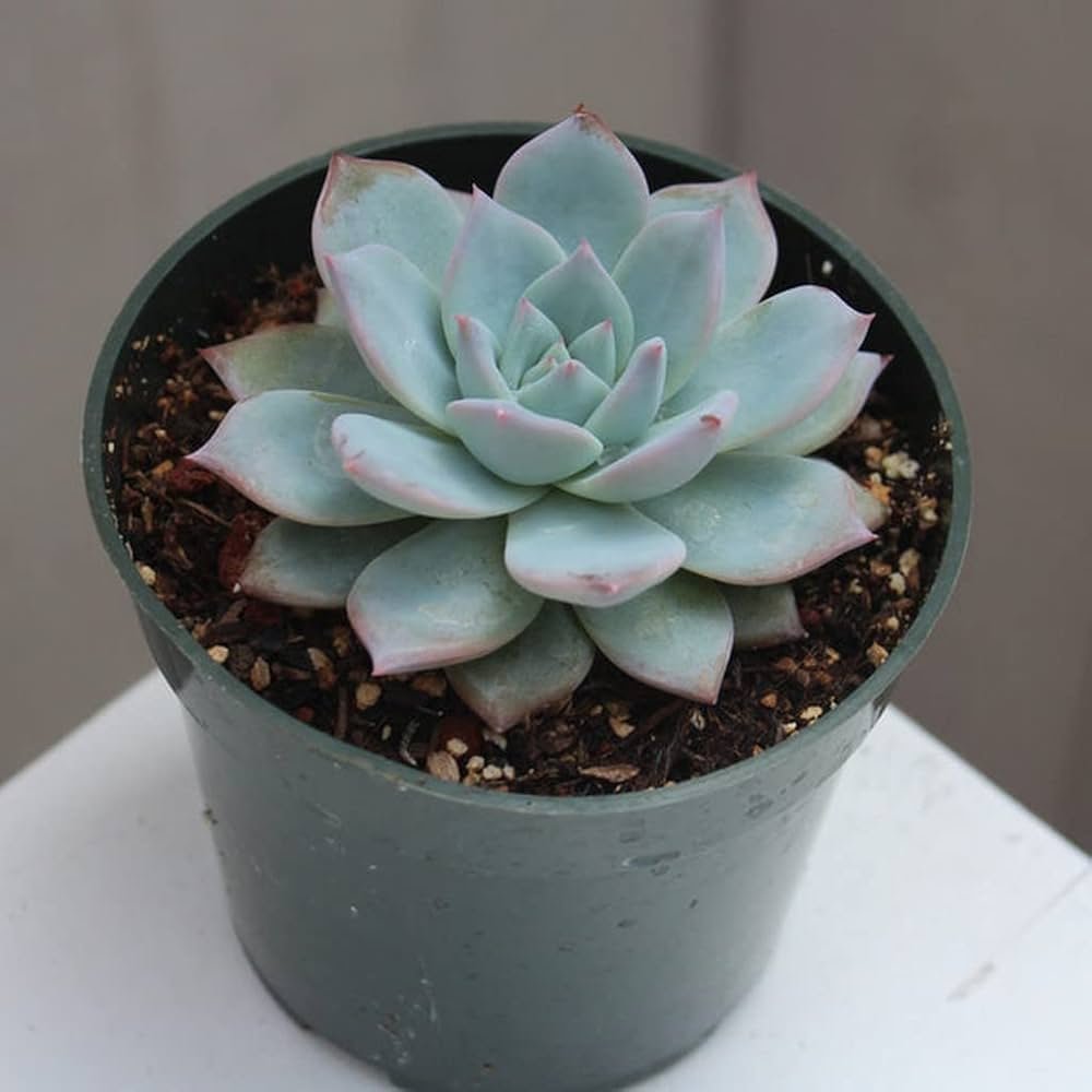 Blue Echeveria